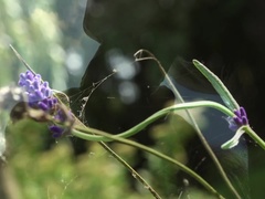 Pijpbeurt, Diep in de keel, Lul, Vingeren, Zoenen, Natuurlijke tieten, Buiten, Roodharige vrouw